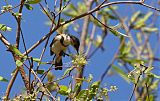 Banded Honeyeater